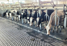 Dairy industry’s survival strategy is pushing farmers out