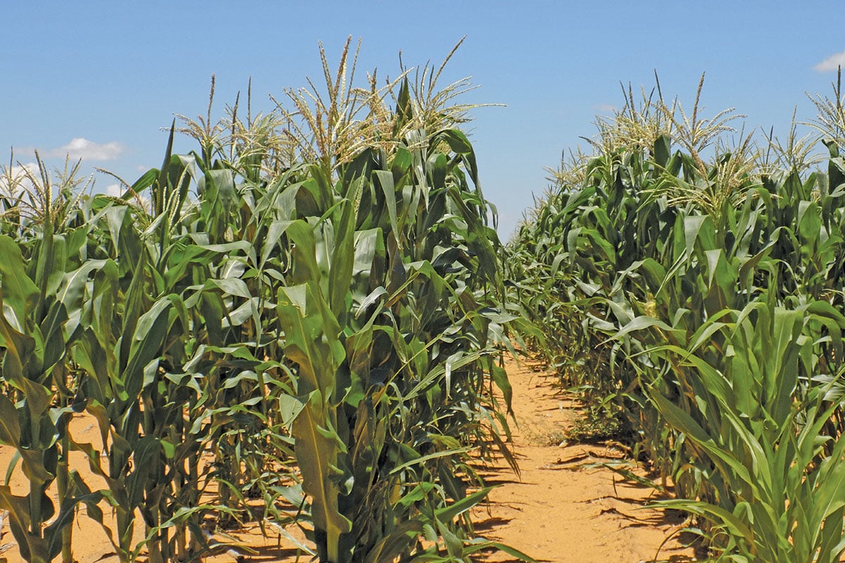 How an income statement can help farmers improve profitability