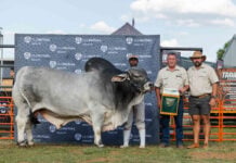 Brahman, Simmentaler triumph at Nampo Alfa 2026