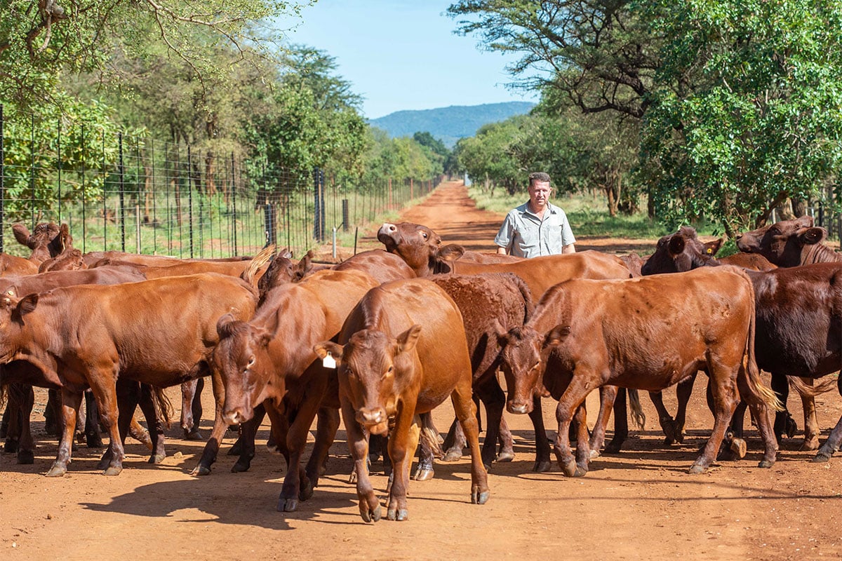 Integrated landscapes force a rethink of traditional herdsmanship