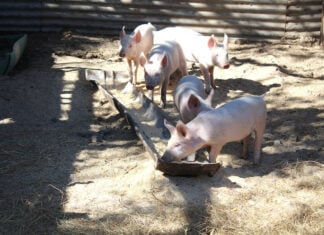 Pig nutrition: the right diet for every stage of production