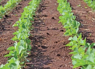 Healthy soils start with healthy biology