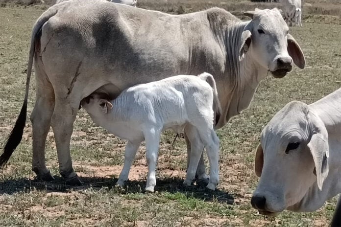 Regional collaboration needed to fight FMD in SA, Namibia, and Botswana