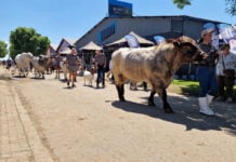 Organisers set to expand Nampo Alfa programme after successful 2026 event