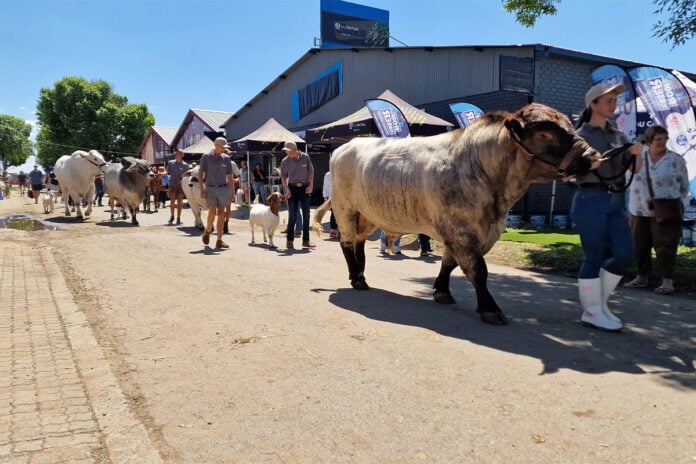 Organisers set to expand Nampo Alfa programme after successful 2026 event