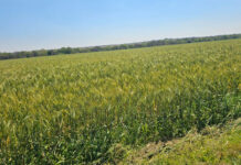 Zimbabwe faces major grain deficit as El Niño looms