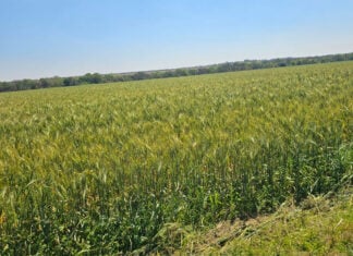Zimbabwe faces major grain deficit as El Niño looms
