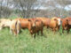 Namibia steps up FMD controls as cases rise to 127