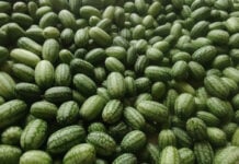 Cucamelons: A tiny fruit with big potential for Gauteng farmer