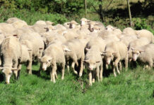 Small stud, tough conditions: Southgate’s approach to Dohne Merino breeding