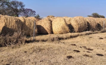 How Zimbabwean farmers are preparing for El Niño