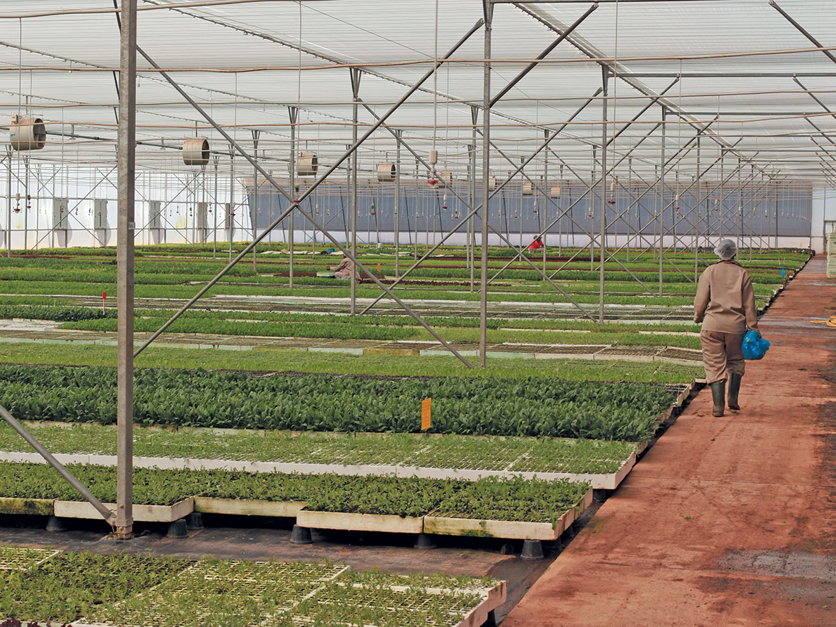 microgreens business plan south africa