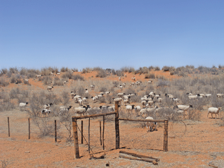 Johann’s land is divided into 35 camps of between 300ha and 900ha each. 