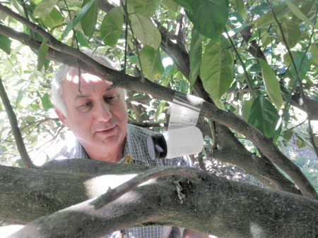Moshe Cohen of BioBee releases the predatorial wasps in trials with citrus in Eastern Cape. Photo by Wayne Kirkman