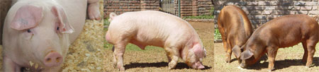 Popular breeds of pig in South Africa: SA Landrace, Large White and Duroc.