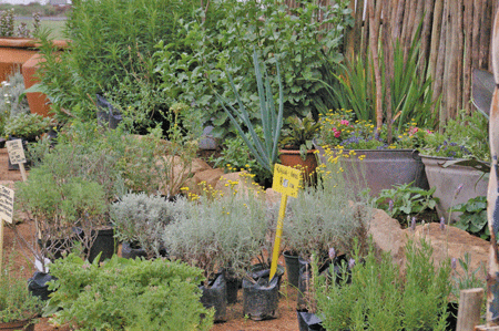 Adding herbs to your grazing will help make your horses healthier.