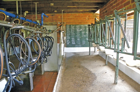The milking parlour. Each goat is known by name, not number.
