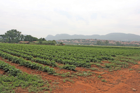 Jasmyn farm produces 25ha of vegetables on rotation. Jasmyn is situated in Hartebeespoort and is surrounded by golf estates, which benefits the enterprise as it gets the grass clippings from these estates to use as compost.